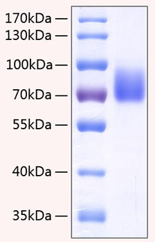 Recombinant Human SLAMF4/2B4/CD244 Protein