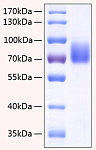Recombinant Human SLAMF4/2B4/CD244 Protein (RP00167)