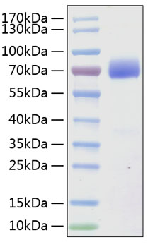 Recombinant Human SLAMF7/CD319 Protein