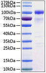 Recombinant Human SIRP-alpha/CD172a Protein (RP00171)