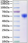 Recombinant Human NCR3/NKp30/CD337 Protein (RP00179)