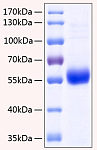 Recombinant Human TNFRSF11B/Osteoprotegerin Protein (RP00180)