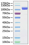 Active Recombinant Human ErbB-2/HER2/CD340 Protein (RP00182)