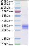 Active Recombinant Human TNFSF11/RANKL/CD254 Protein (RP00183)