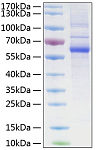 Recombinant Human LAG-3/CD223 Protein (RP00193)