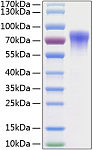 Recombinant Human GDNFR-alpha-2/GFRA2 Protein (RP00199)