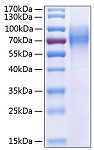 Recombinant Human Trk-C/NTRK3 Protein (RP00222)
