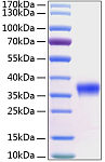 Recombinant Human Kallikrein-8/KLK8 Protein (RP00226)