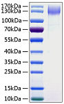 Recombinant Human DNER Protein (RP00233)