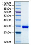 Recombinant Human IGFBP-1 Protein (RP00237)