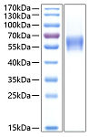 Recombinant Human CNTFR-alpha Protein (RP00242)