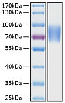 Recombinant Human LFA-3/CD58 Protein (RP00257)