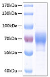 Recombinant Human LILRB2/ILT-4/CD85d Protein (RP00262)