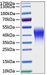 Recombinant Human LMIR2/CD300c Protein (RP00264)