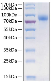 Recombinant Human CSF1R/M-CSF R/CD115 Protein