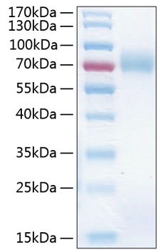 Recombinant Human ICAM-1/CD54 Protein