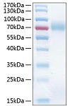 Recombinant Human ICAM-1/CD54 Protein (RP00272)