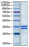 Recombinant Human JAM-A/F11R/CD321 Protein (RP00275)