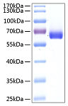 Recombinant Human BTN1A1/Butyrophilin Protein (RP00280)