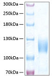 Recombinant Human Trk-C/NTRK3 Protein (RP00288)