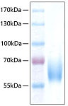 Recombinant Human ICAM-2/CD102 Protein (RP00289)