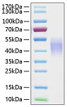 Recombinant Human Fc-gamma RIII beta/CD16b Protein (RP00291)