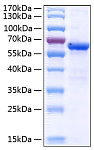 Recombinant Human JAM-A/F11R/CD321 Protein (RP00299)