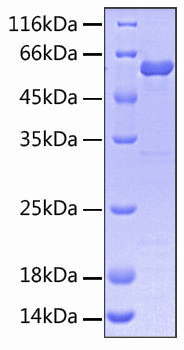 Recombinant Human SIRP-gamma/CD172g Protein