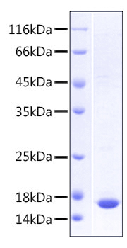 Recombinant Human LILRB2/ILT-4/CD85d Domain1&2 Protein