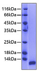 Recombinant Human IGF-II Protein (RP00388)