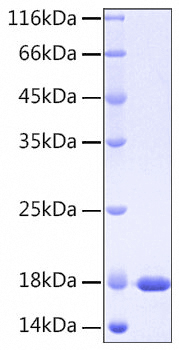 Recombinant Human Interleukin-37/IL-37 Protein