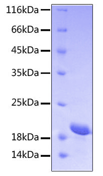 Recombinant Human STAT3 Protein