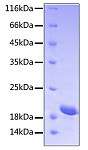 Recombinant Human STAT3 Protein (RP00447)
