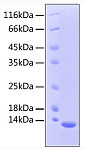 Recombinant Human Mature TGF-beta 2 Protein (RP00452)