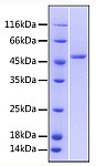 Recombinant Human TNFRSF25/DR3 Protein (RP00464)