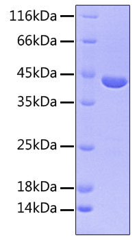 Recombinant Human FGFR-3 beta (IIIc)/CD333 Protein