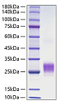 Recombinant Human TNFSF4/OX40 ligand/CD252 Protein (RP00467)
