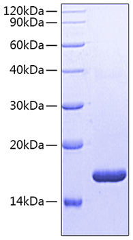 Recombinant Human Fc gamma RIIB/FCGR2B/CD32b Protein