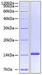 Recombinant Human Neurotrophin-3/NGF-2/NT-3 Protein (RP00496)