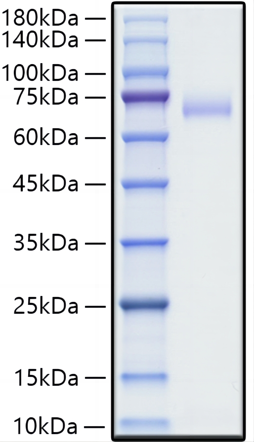 Recombinant Human SLAMF1/CD15 Protein