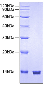 Recombinant Human CD47 Protein