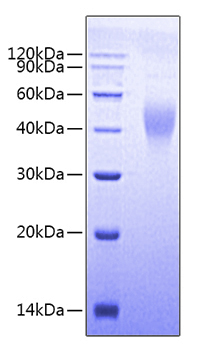 Recombinant Human/Cynomolgus/Rhesus macaque CD28 Protein