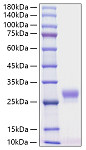 Recombinant Mouse G-CSF/CSF3 Protein (RP00573)