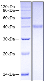 Recombinant Human CD24 Protein