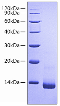 Recombinant Rat CCL5/RANTES Protein