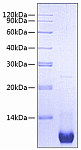 Recombinant Mouse CXCL2/MIP-2 Protein (RP00605)