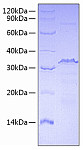 Recombinant Human Transcriptional Repressor Ctcf/Ctcf Protein (RP00606)