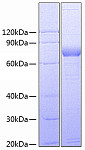Recombinant Human SIRP-gamma/SIRPB2/CD172g Protein (RP00614)