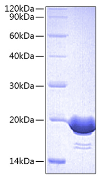 Recombinant Human CD3E&CD3D Protein
