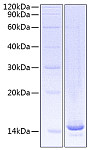 Recombinant Mouse CCL9 Protein (RP00625)
